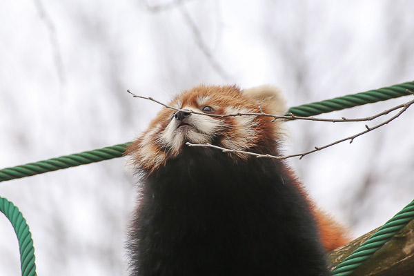 lesser-panda2-021