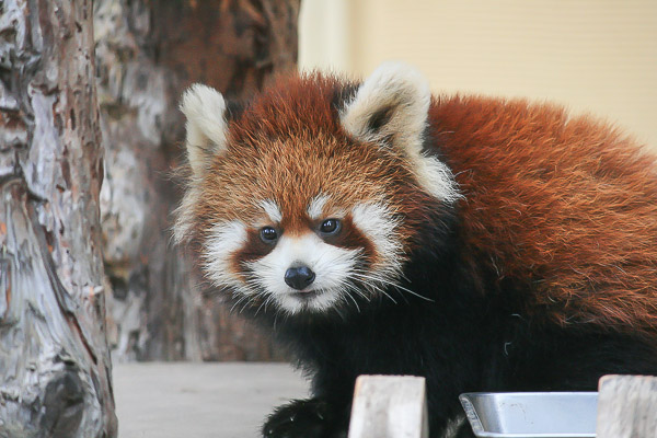 lesser-panda2-028