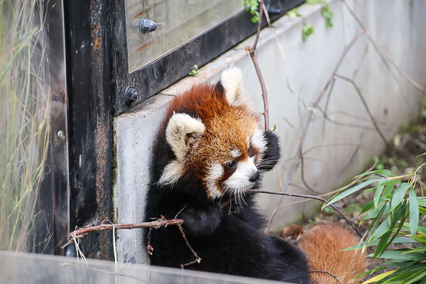 lesser-panda2-037