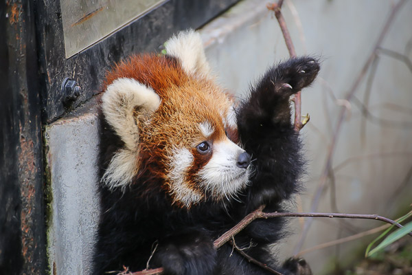 lesser-panda2-038