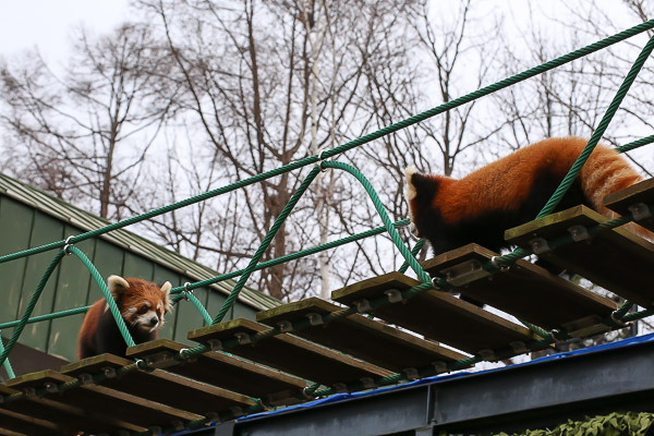 lesser-panda2-040