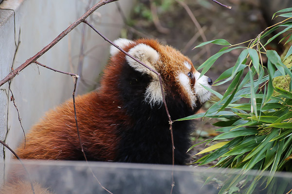 lesser-panda2-042