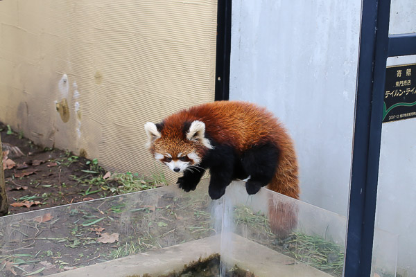 lesser-panda2-046