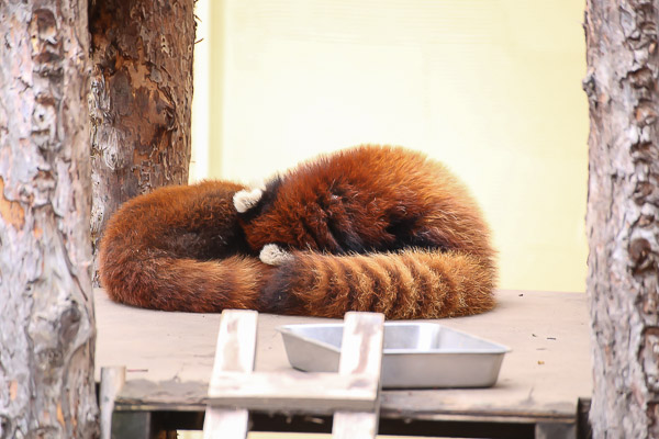 lesser-panda2-049