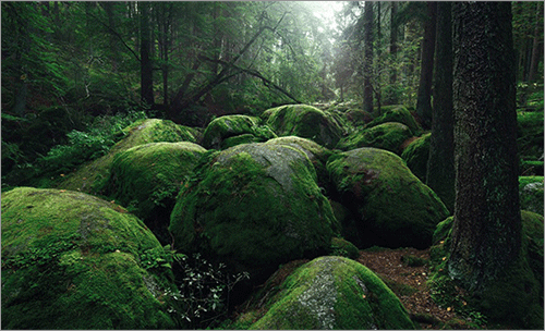 Huge green boulders