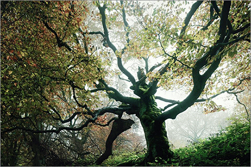 The old beech tree