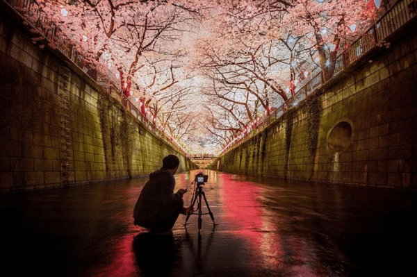 Cherry Blossom 2014