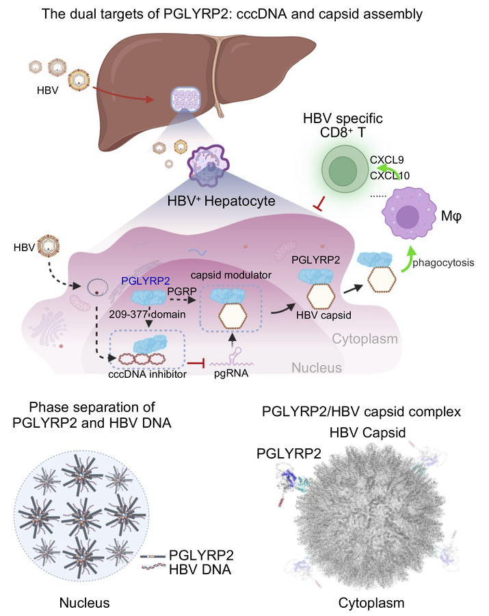 graphical abstract