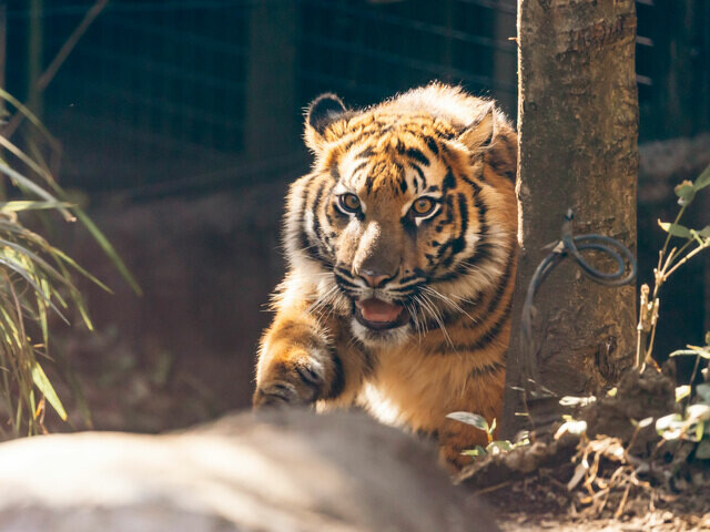 26年ぶりに上野動物園で誕生！ すくすく育て、スマトラトラの4頭の子どもたち【写真全60点】――2024年BEST記事