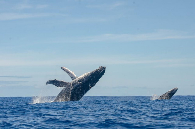 ザトウクジラ、うっかり1万3000キロを旅してしまう（YOUは何しにアフリカへ？）