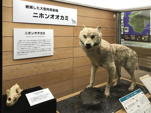 和歌山県立自然博物館でニホンオオカミの展示　野生動物との暮らし考える企画も