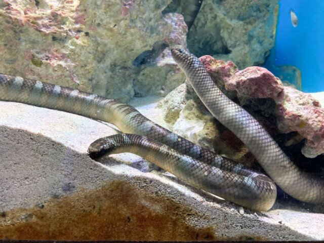 美ら海水族館に恒例「干支水槽」　琉球列島の「ウミヘビ」テーマに