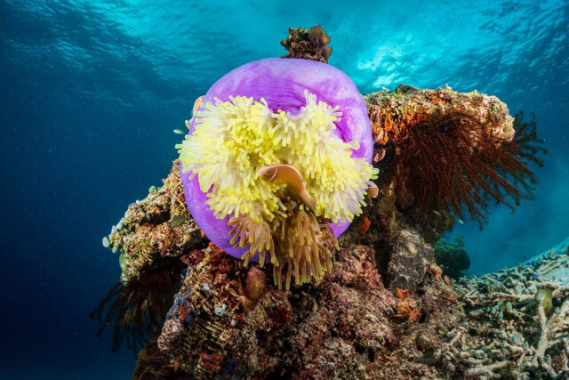 潜ればそこは海洋生物の宝庫、ラジャ・アンパット、インドネシア