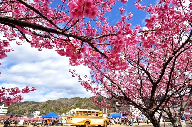 日本で一番早咲きの桜って知ってる？「土肥桜祭り」が1月18日(土)から開催！