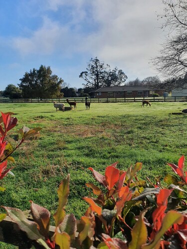 The Red Shed
Large modern studio on two peaceful acres, two minutes from CBD