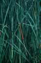 doob - trailing grass native to Europe now cosmopolitan in warm regions