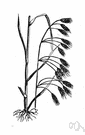 cheat - weedy annual native to Europe but widely distributed as a weed especially in wheat