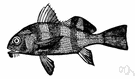Drum - small to medium-sized bottom-dwelling food and game fishes of shallow coastal and fresh waters that make a drumming noise