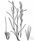cheat - weedy annual grass often occurs in grainfields and other cultivated land