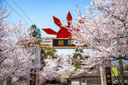 公園の入り口も桜で覆われる