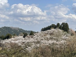 高尾山 一丁平では山桜とソメイヨシノが見られる