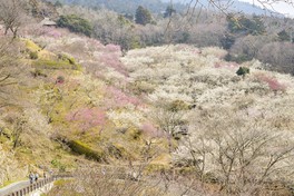 紅梅や白梅の梅の木におおわれた筑波山