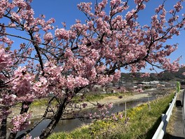 保田川・頼朝桜・里山の風景は、のどかな風景を映しだしている