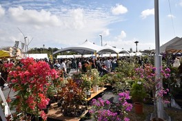 さまざまな沖縄県産の花が展示される