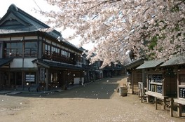 商家の町並みと桜