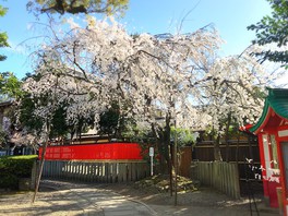 溪仙桜は画家・冨田溪仙が奉納したことで知られる