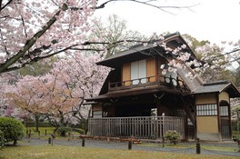 傍花閣の周囲で桜が咲き乱れる