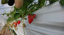 食べ頃のとちおとめなどのいちごハウスへ案内してくれる