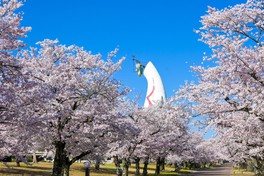 太陽の塔の周りを桜が彩る