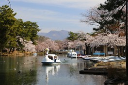 ボートに乗って花見を楽しむこともできる