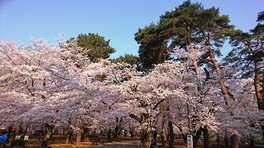 桜の木々の後ろに緑の松林が広がる