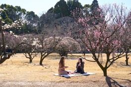 色とりどりの梅の花に囲まれてひと足早い春を楽しめる