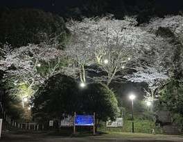 山肌に咲く桜のライトアップ