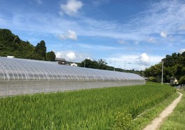 のどかな風景に囲まれたいちご園