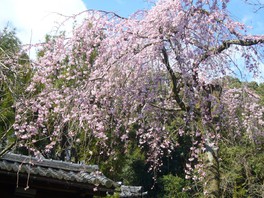 山門の早咲きのしだれ桜