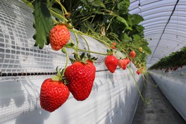 人気の品種あまおうのいちご狩り