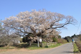 江戸時代より人々を見守ってきた黄門桜