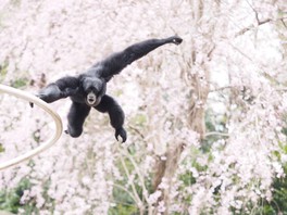 多様な動物達と共に花見を楽しめる