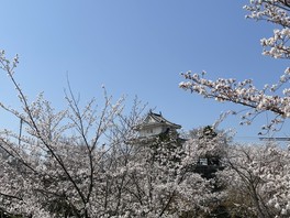 丸亀城と共に咲き誇る桜