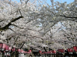 満開の桜のトンネルを楽しむことができる