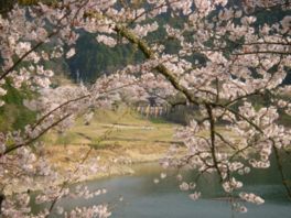 ダム湖畔に映る桜と浮かぶ花びらが見もの