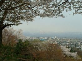 呉羽山頂上からの桜と立山連峰