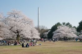 広大な敷地に咲き誇る桜は見事