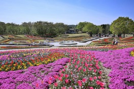 彩のひろばには年間を通して色とりどりの花が咲く