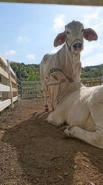 白牛は酪農のさとのシンボル