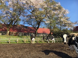 ホルスタイン種やジャージー種などの乳牛を飼育